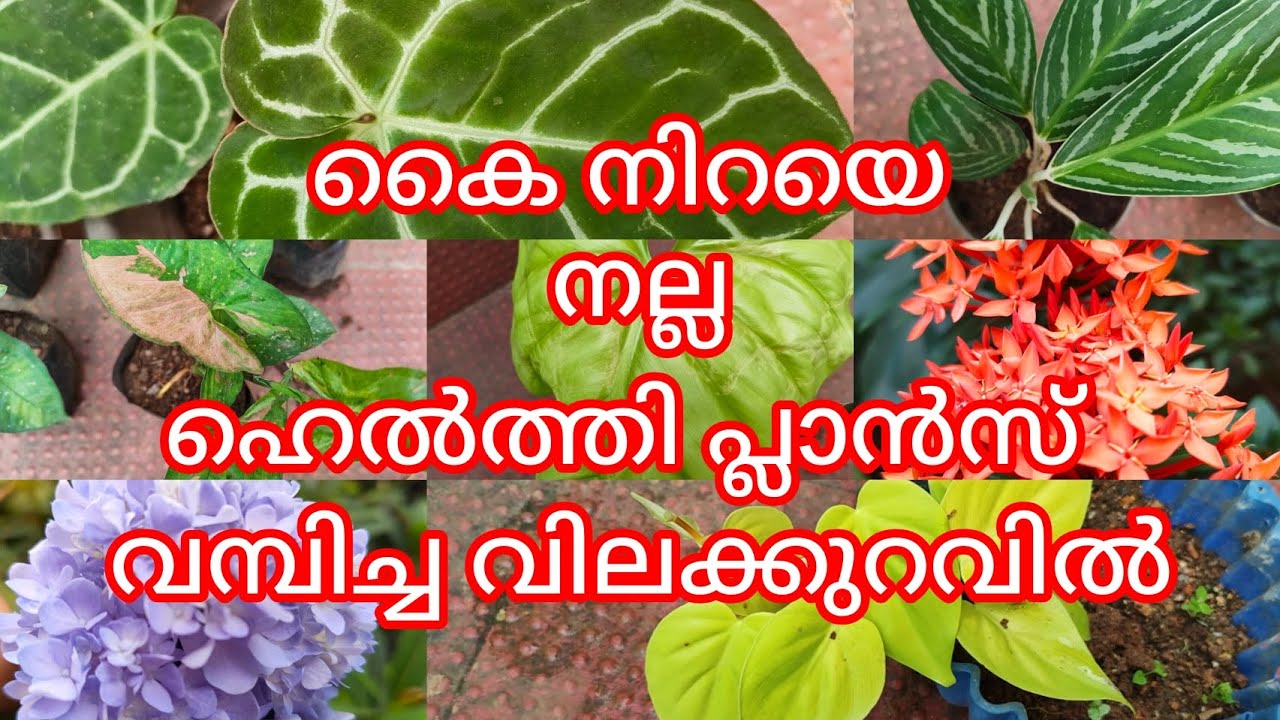 ചെടികൾ വാങ്ങിക്കാൻ പറ്റിയ അവസരം / Low cost plants sale video ph9446493216💐💐💐