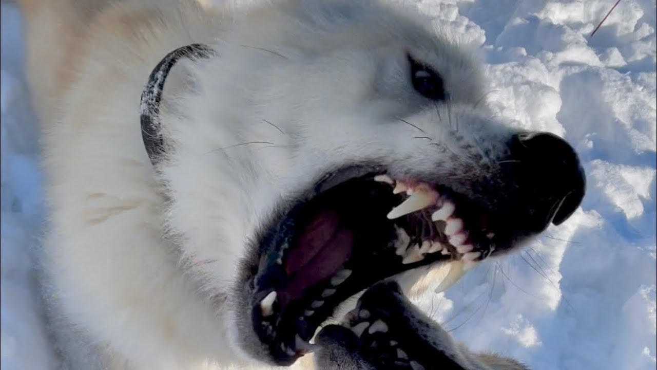 Wolfdog rescue | deep dive