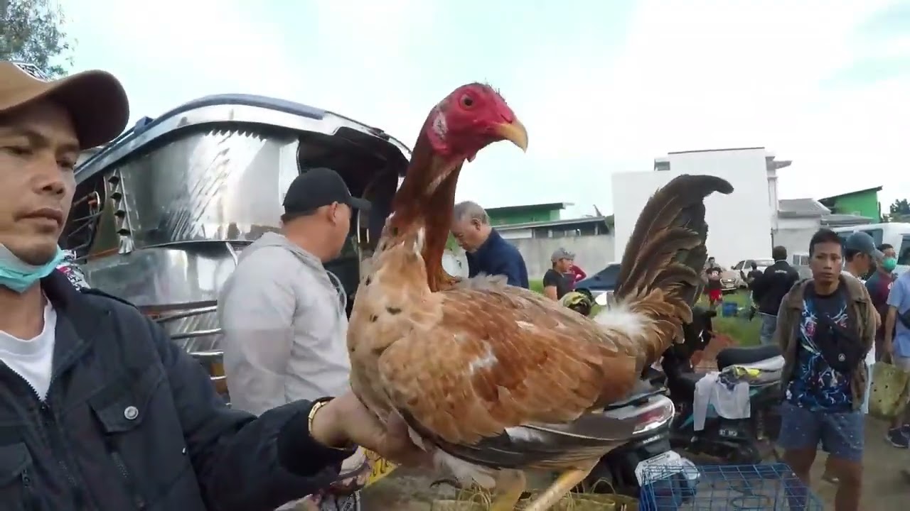 ANU NGA BA SIKRETO NI BOSS PERRY BAKIT SYA DINUDUMOG NG MGA BUYER NG MANOK_.