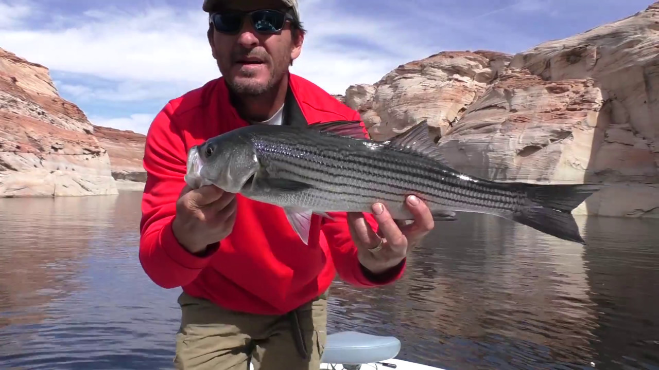Lake Powell Striped Bass Fishing 101