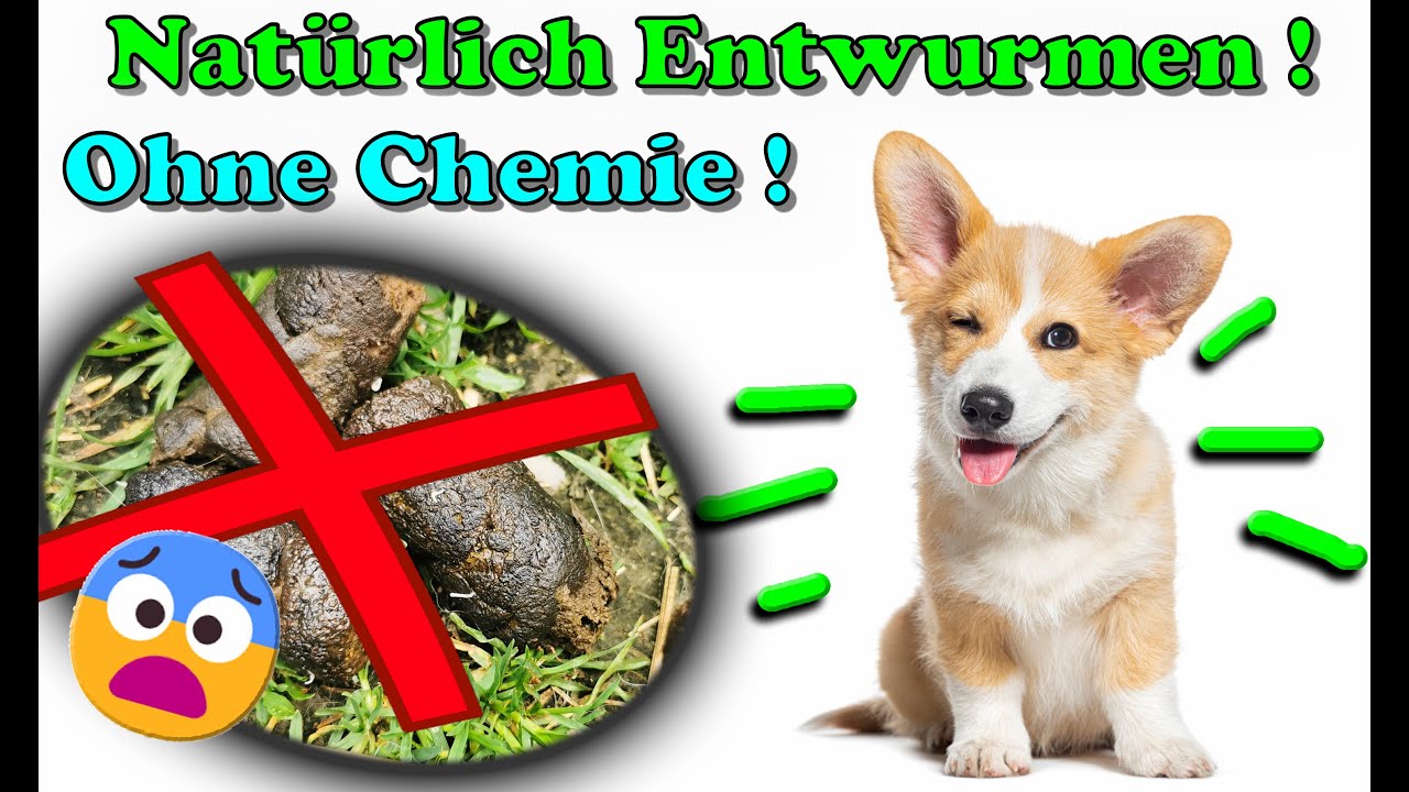 Hund natürlich entwurmen - ganz einfach und ohne Chemie! Unser Erfahrungsbericht ! 👍