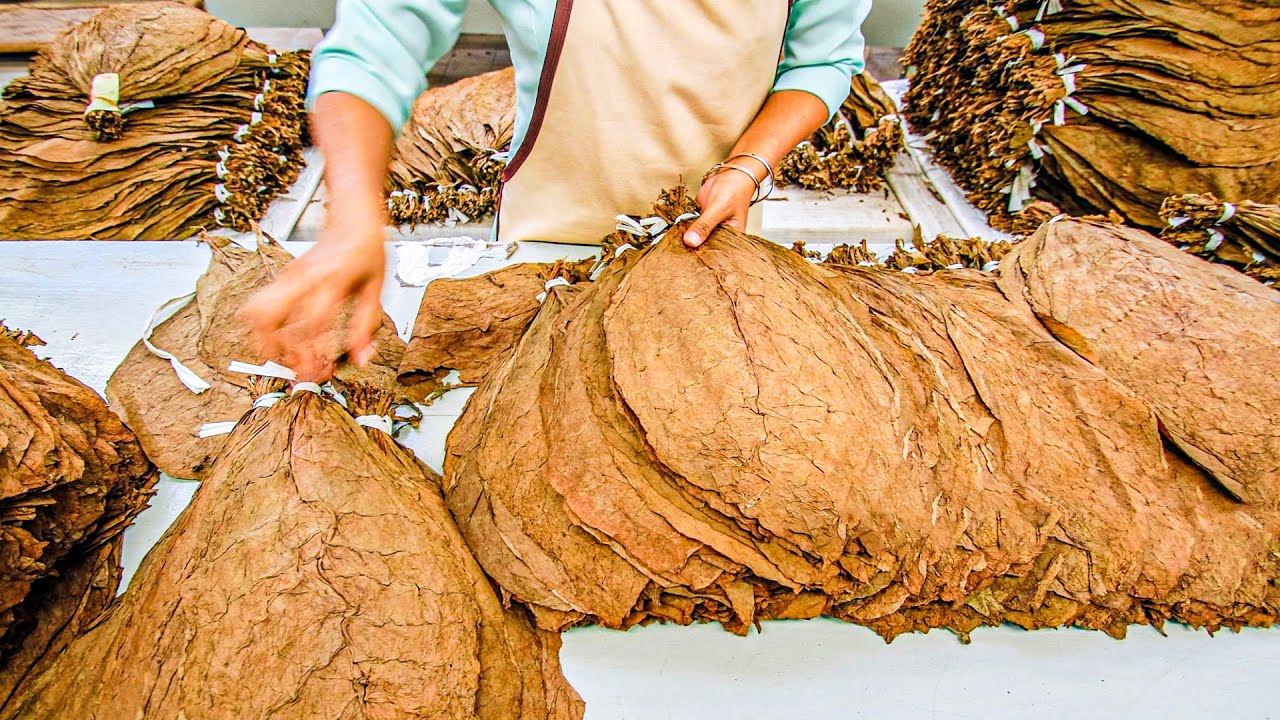How To Make Tobacco From Tobacco Leaves | Processing Tobacco Leaves | How to Grow Tobacco Plant