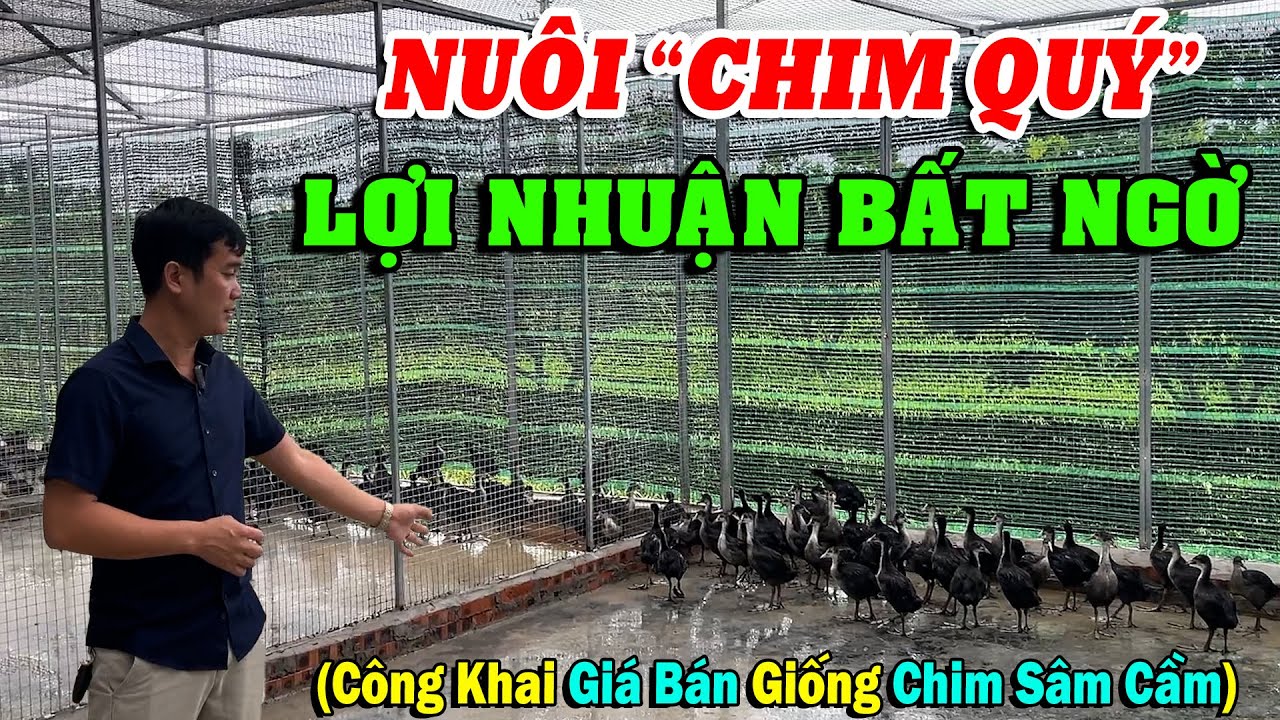 NUÔI CHIM QUÝ - LỢI NHUẬN BẤT NGỜ! CÔNG KHAI GIÁ BÁN CON GIỐNG CHIM SÂM CẦM | CHĂN NUÔI VIỆT