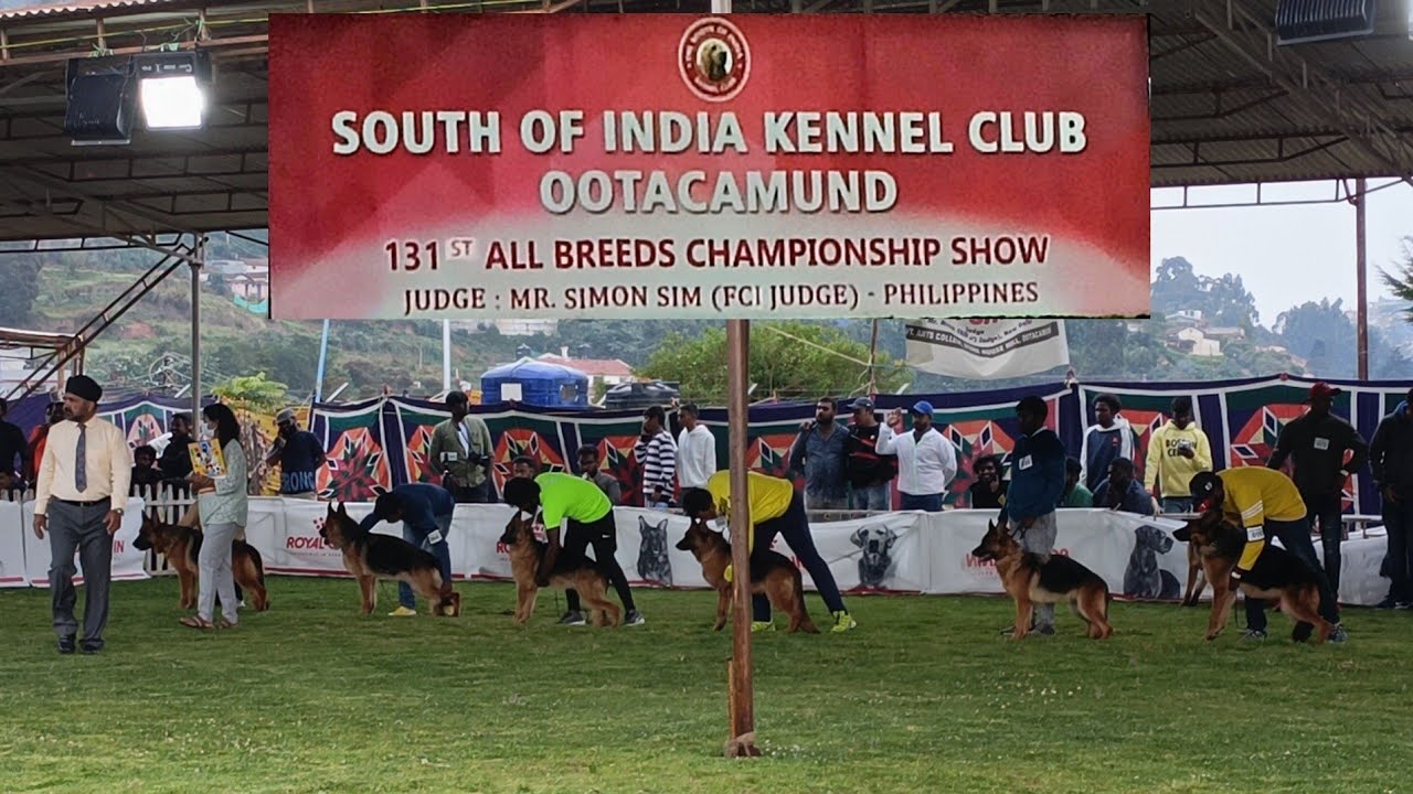 Ooty dog show. German shepherd part 1. #germanshepherd #dogshow #germanshepherdshow