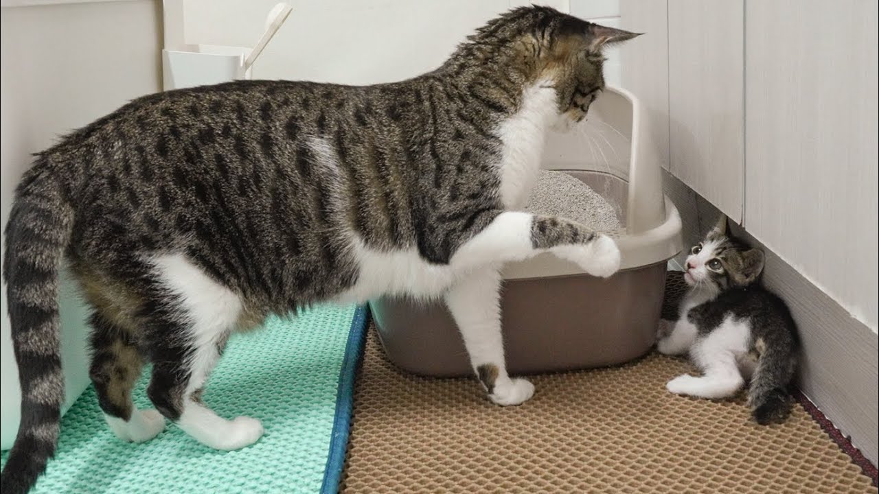 Introducing a Rescued Kitten To the Big Cats For The First Time!!!