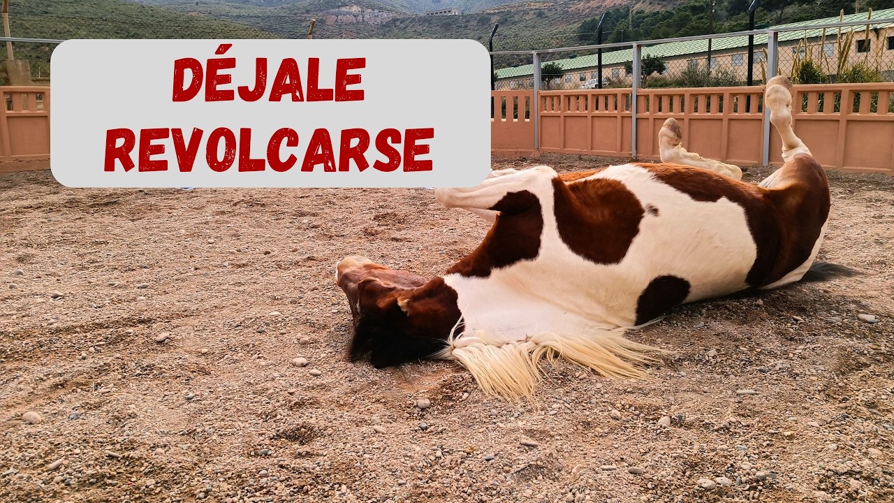Deja a tu caballo revolcarse: es el masaje más terapéutico