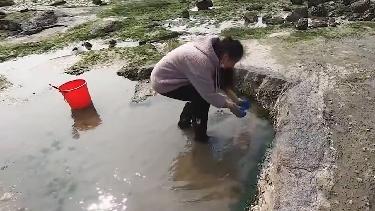 来漂亮的地方赶海找货，水坑里虾群活泼乱跳，还抓到值钱的发财鱼