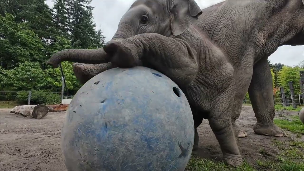 Top Baby Elephant Tula-Tu Moments At The Oregon Zoo