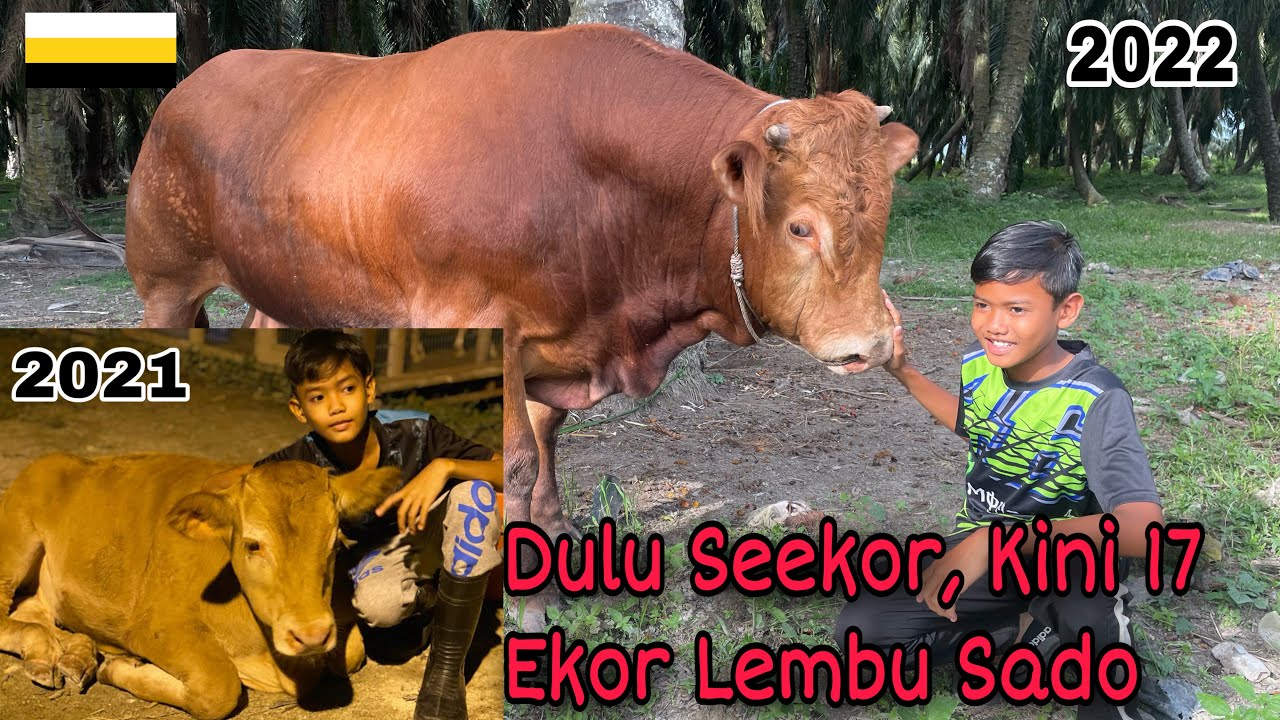 Lembu sado di Perak sangat padu