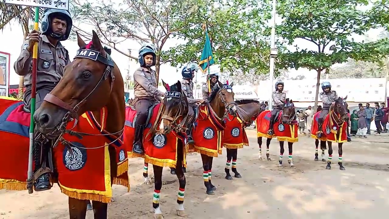 DMP Horse