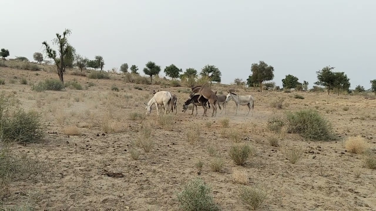 Small donkey and big ass mating