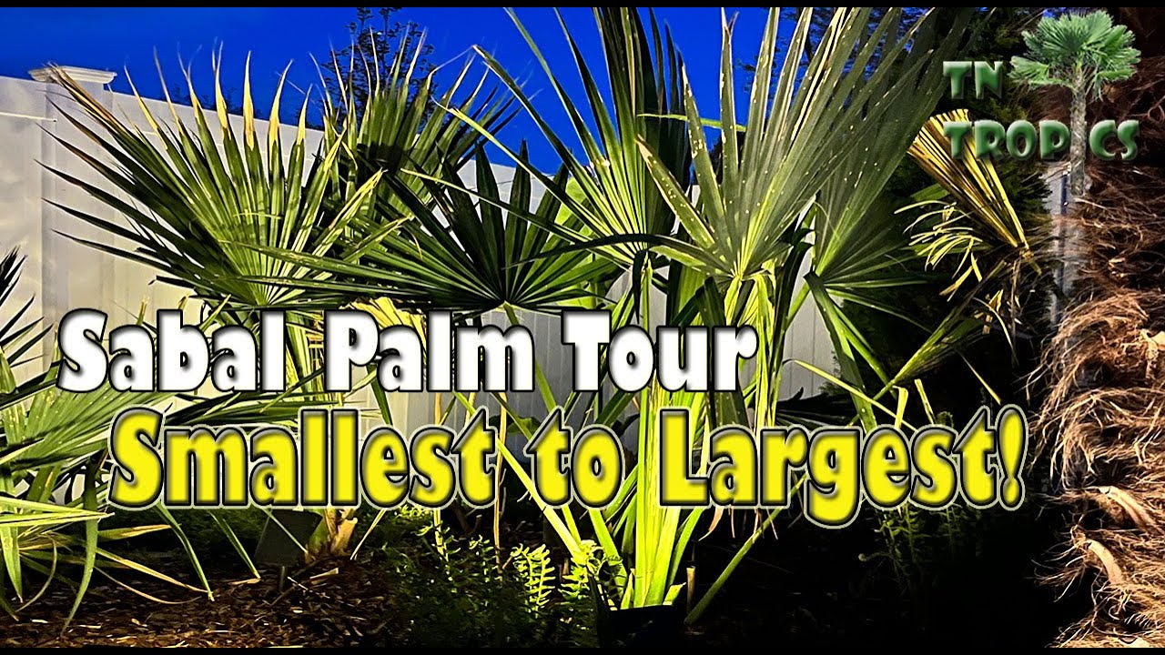 Sabal Palm Tour Smallest to Largest!