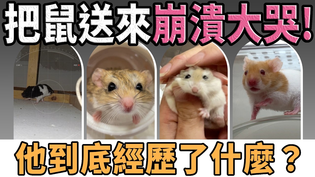 天花板驚見黃金鼠？哭著送養的少年、差點釀鼠災的家庭，一次看盡鼠鼠命運線【愛鼠現場】蜘蛛俠、阿沙布魯、三八花、再續前緣…這些名字背後有故事！直擊愛鼠協會現場救援案件！