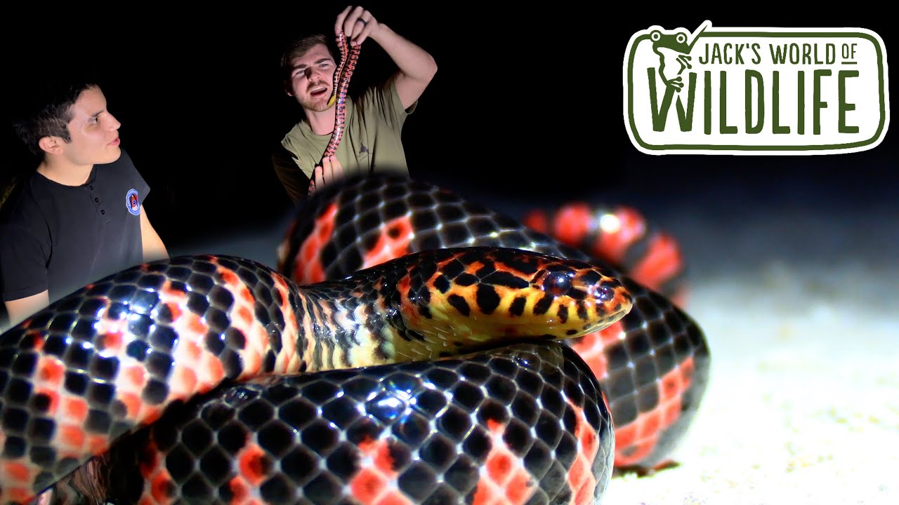 WHAT’S A MUD SNAKE??? AMAZING Snake ADVENTURE ft. @AnimalEncountersEP