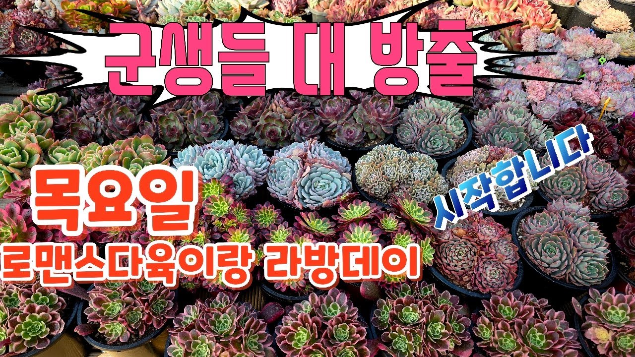 26년 3월 19일. 로맨스다육 라이브방송  군생ㆍ예쁜이 맛집💕 문자 010-2781-1080 #다육이 #다육식물 #다육 #화분할인