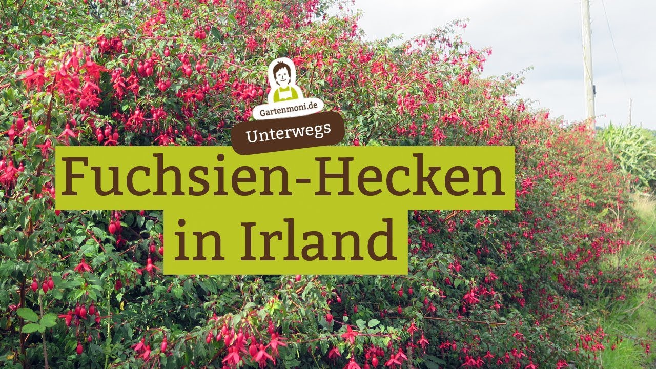 Fuchsien in Irland - Ableger ziehen