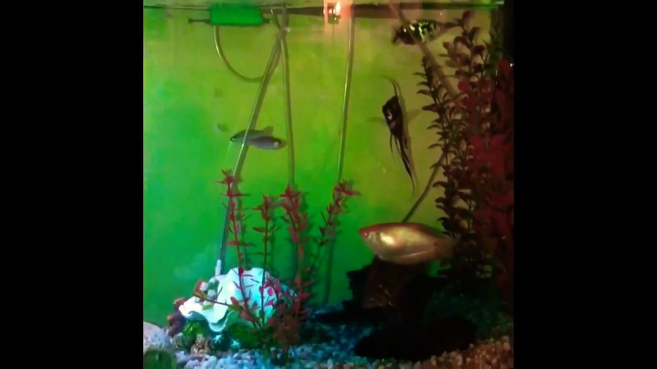 Fish Ick treatment with “Ick Gaurd”