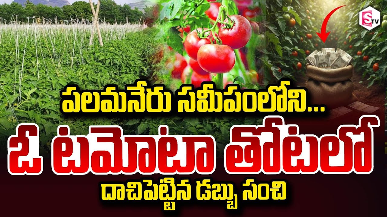టమోటా తోటలో దాచిపెట్టిన డబ్బు సంచి | Near Palamaneru In a tomato garden A hidden money bag chittoor