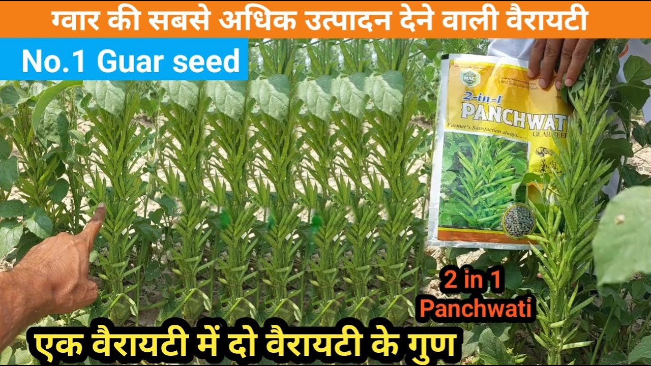 2in1 Guar seed | Panchwati | No 1 verity | best verity |ग्वार की सबसे अधिक उत्पादन देने वाली वैरायटी