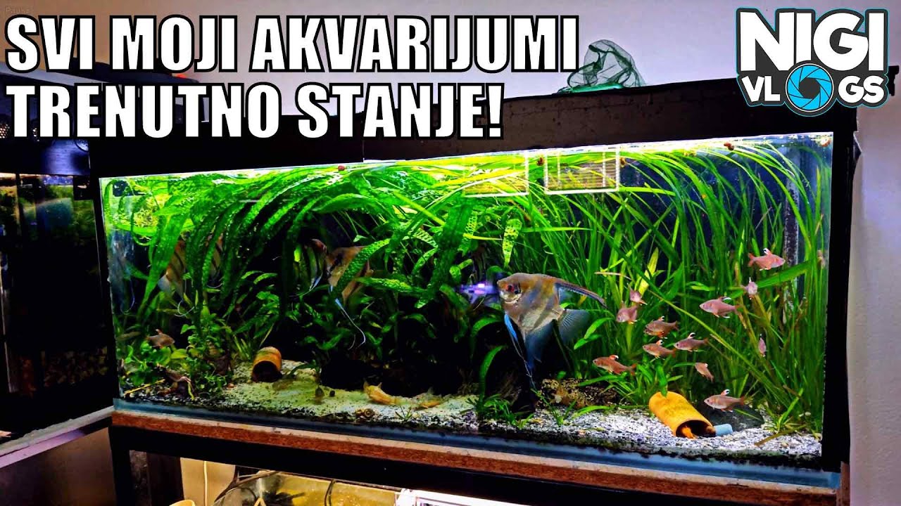 Svi Moji Akvarijumi 🌿🐟 | Obilazak i Trenutno Stanje #akvaristika