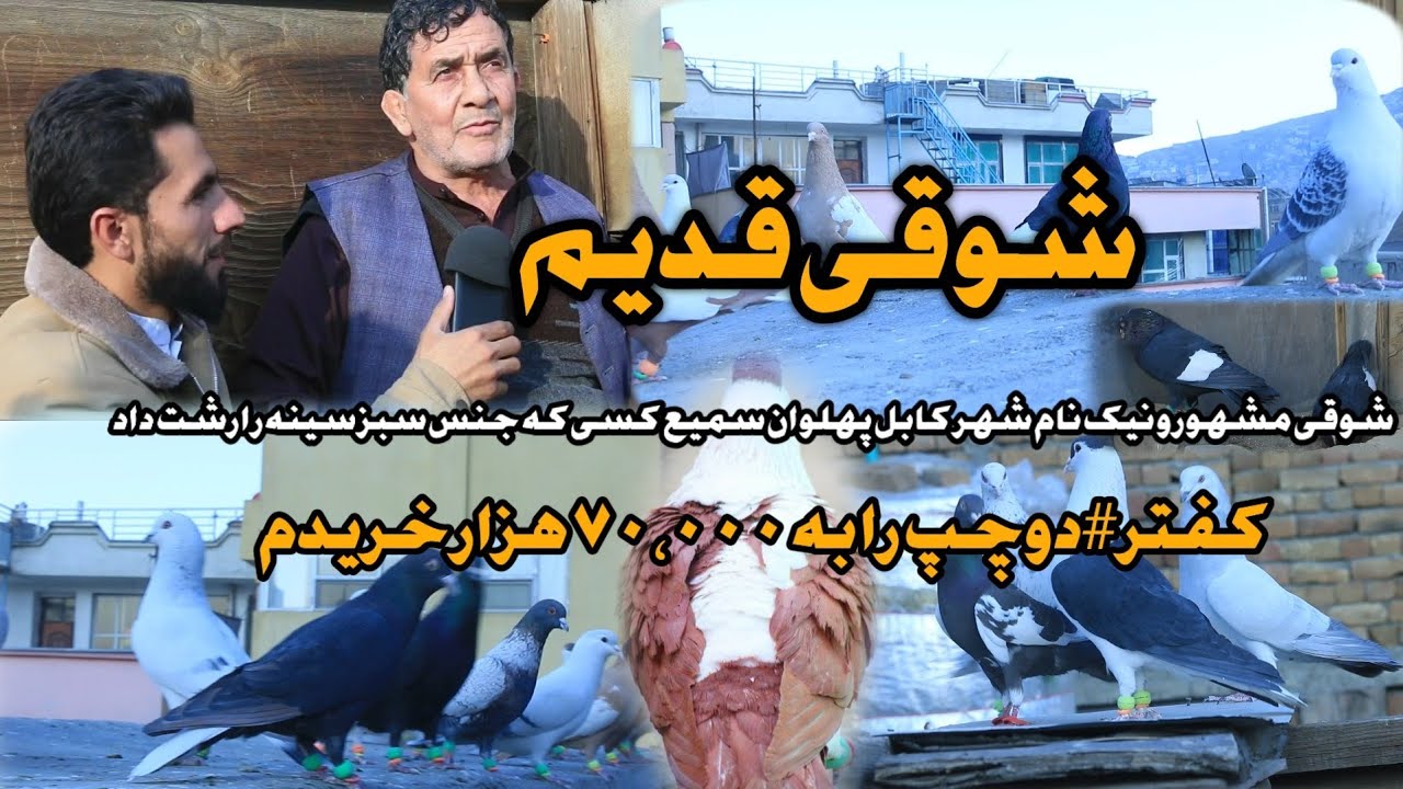کفتر #دوچپ را به ۷۰،۰۰۰ هزار افغانی ... | شوقی مشهور و نیک نام شهر کابل the precious pigeon Do-chap