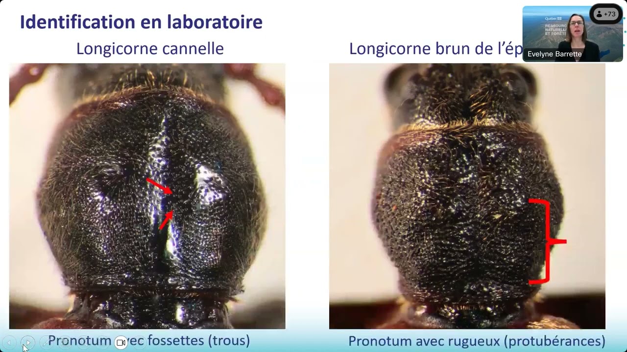 Séance d’information virtuelle sur le longicorne brun de l’épinette