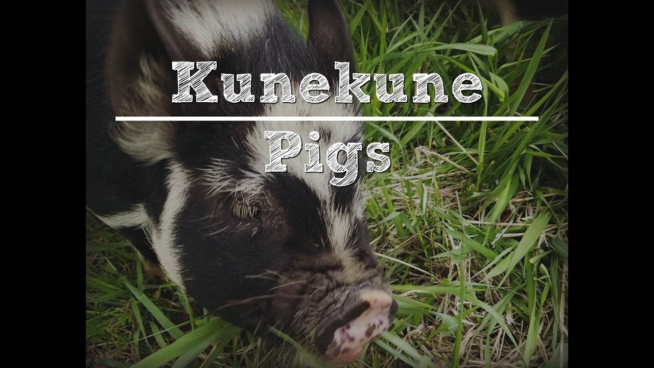 Kunekune Pigs with the Traditional Catholic Homestead