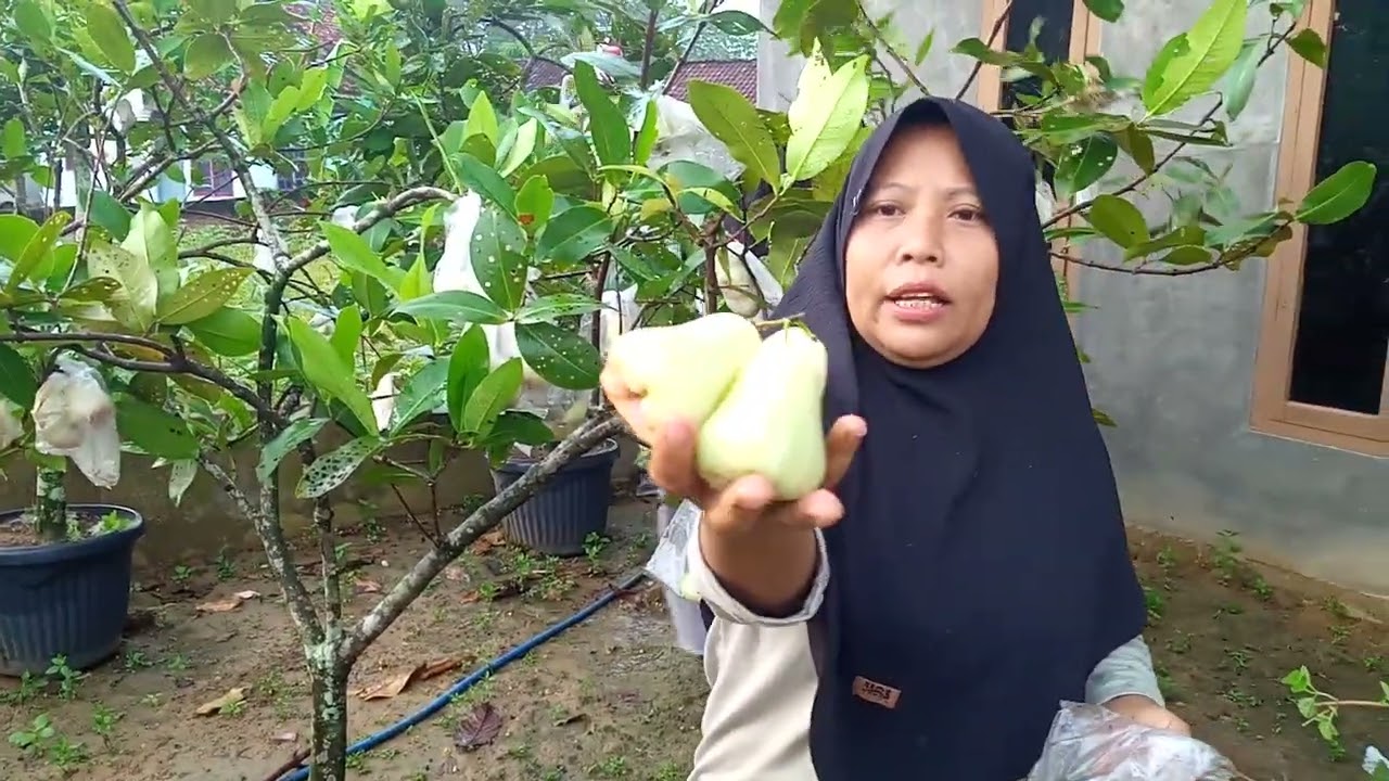 Resiko menanam tanaman jambu didlm pot,jika ada angin kencang.