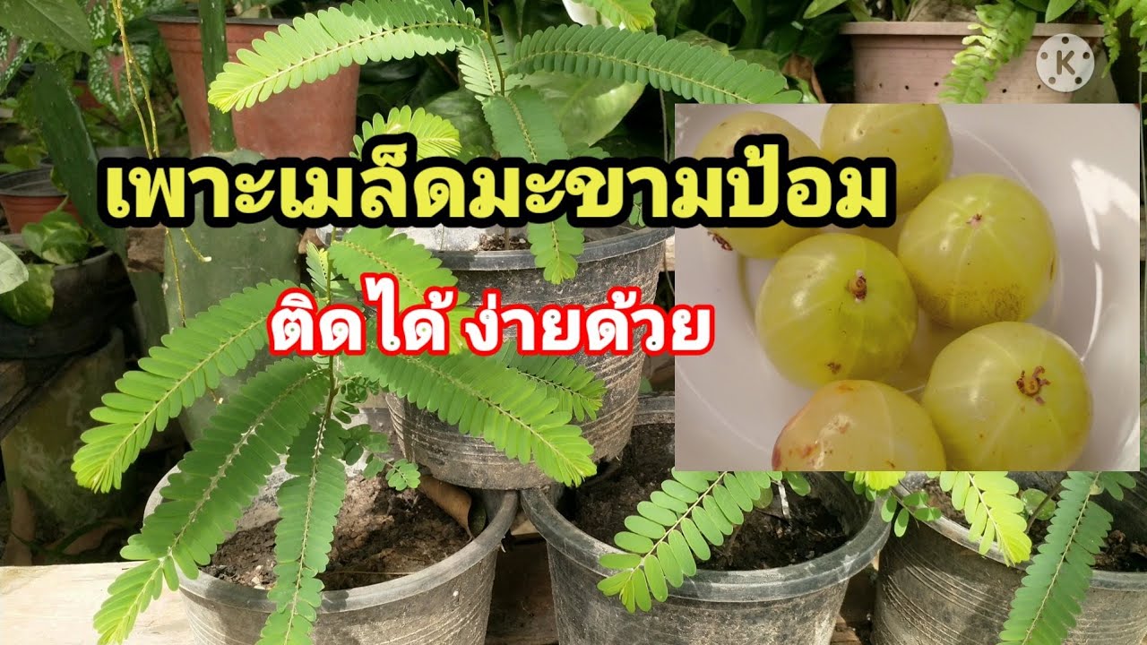 วิธีเพาะเมล็ดพันธุ์มะขามป้อม