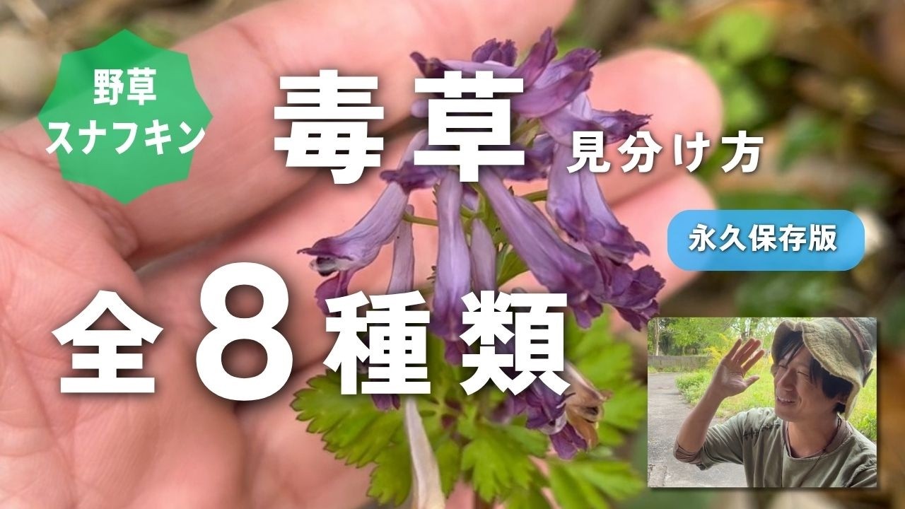 【野草術】毒草の見分け方 全8種類～ヨモギとムラサキケマンの見分け方、クサノオウ、エンゴサク、アズマイチゲ、ヒガンバナ、テイカカズラ、センニンソウ、ハナニラ