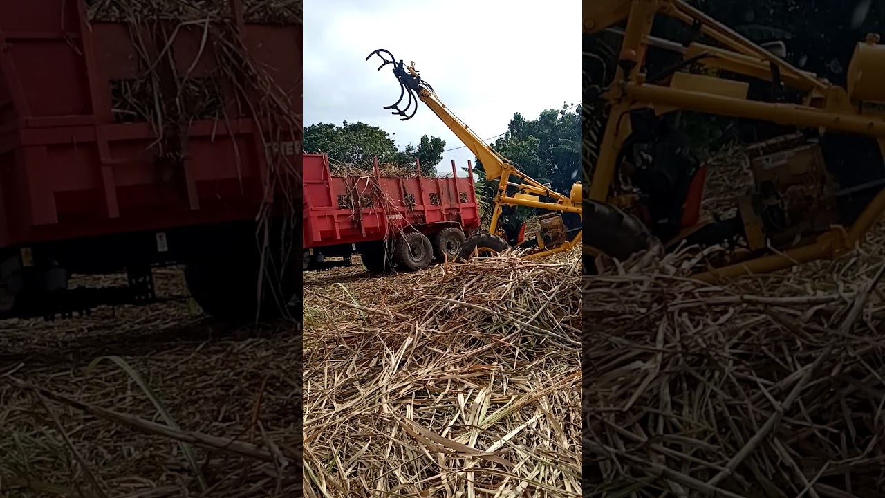 Chargement de canne a sucre 974 Reunion