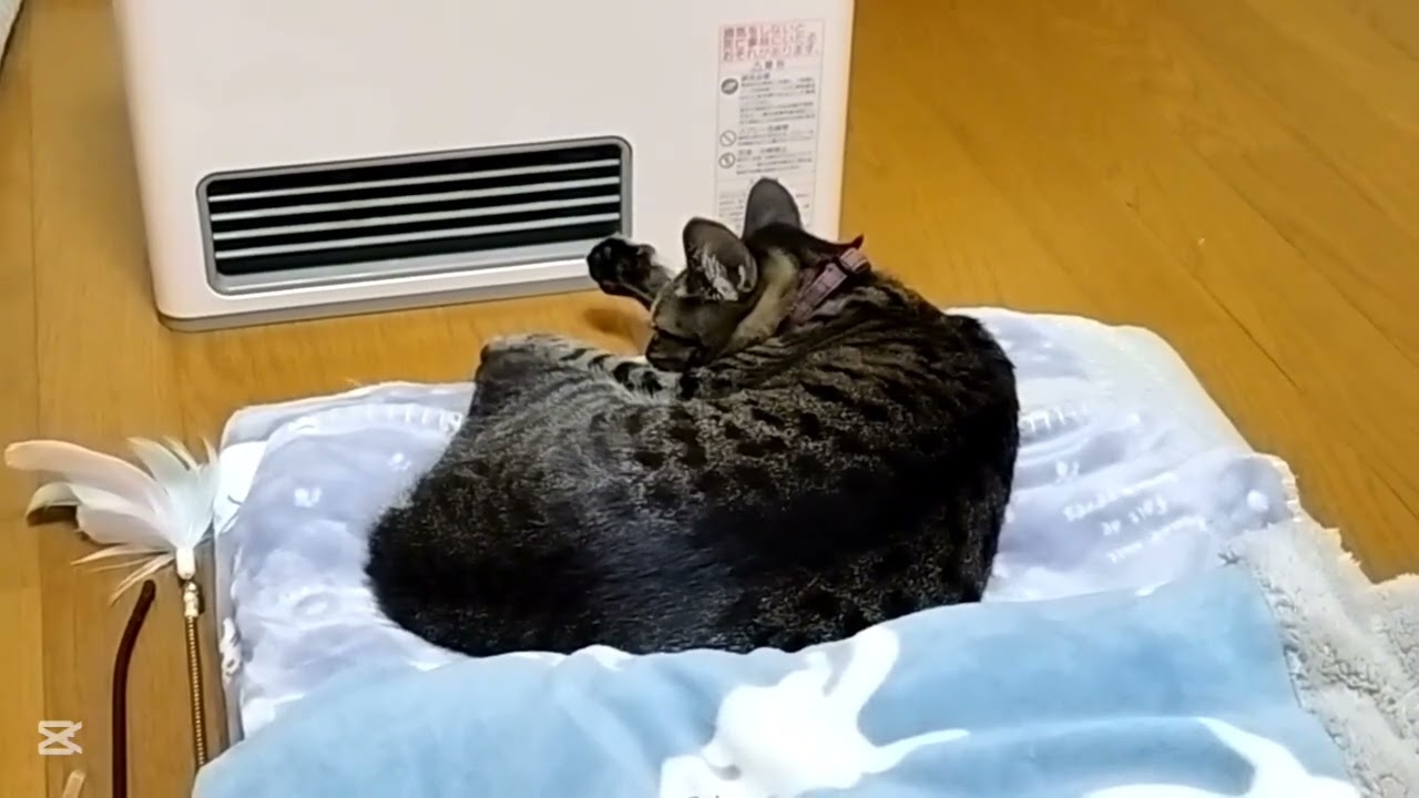 ネコはヒーター前で寝るねん【よつ葉】１５０７日目