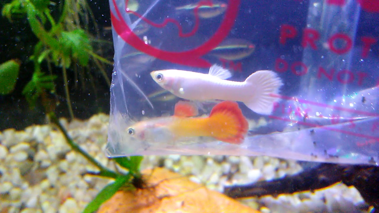 New Guppies Including Solid White Not Albino / Platinum Guppy