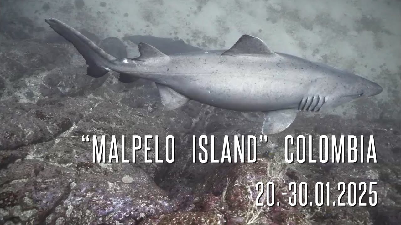 &bdquo;Malpelo Island&ldquo; Colombia (20.-30.01.2025)