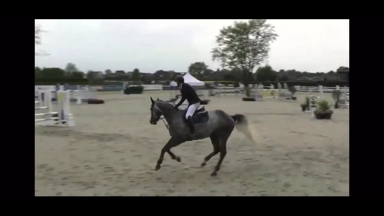 Cornet Obolensky x Lancer II, 6y, gelding price category 2