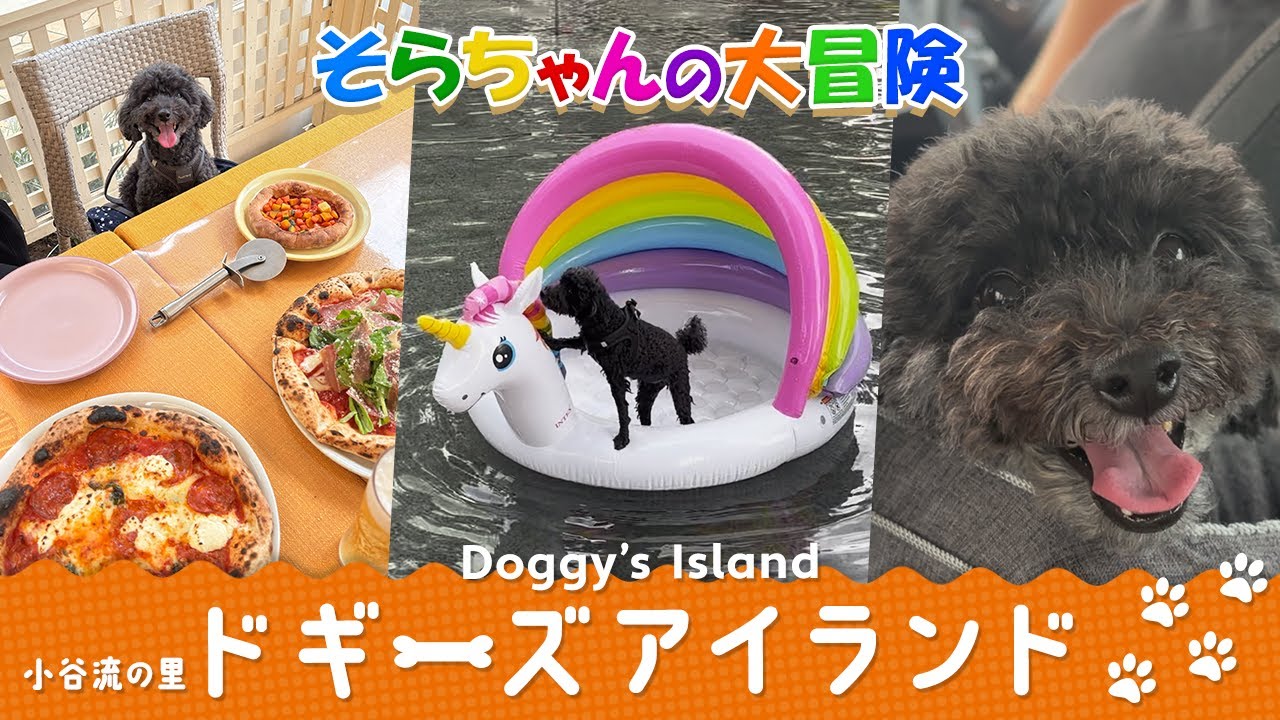 ドギーズアイランドに連れて行った結果、別犬になりました🐶 【犬Vlog】| 小谷流の里ドギーズアイランド | トイプードル | そらちゃんの大冒険#3