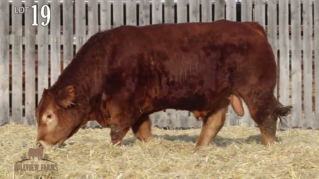 Hillview Farms Bull & Female Sale 2026 Lot 19 Hillview Market Topper 900M