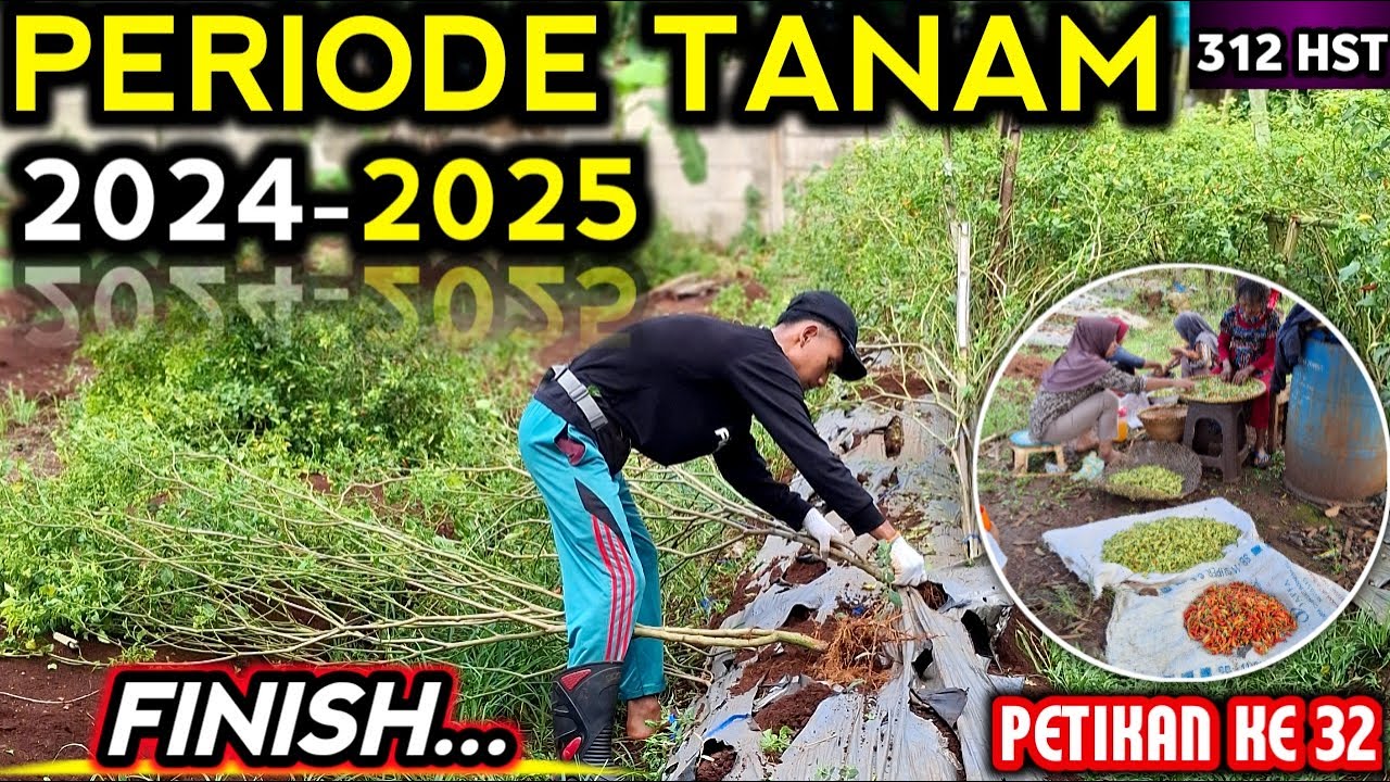 🔴 BERHASIL TANAM CABE ‼️ MASA TANAM PERIODE 2024-2025 FINISH #petanicabesubang