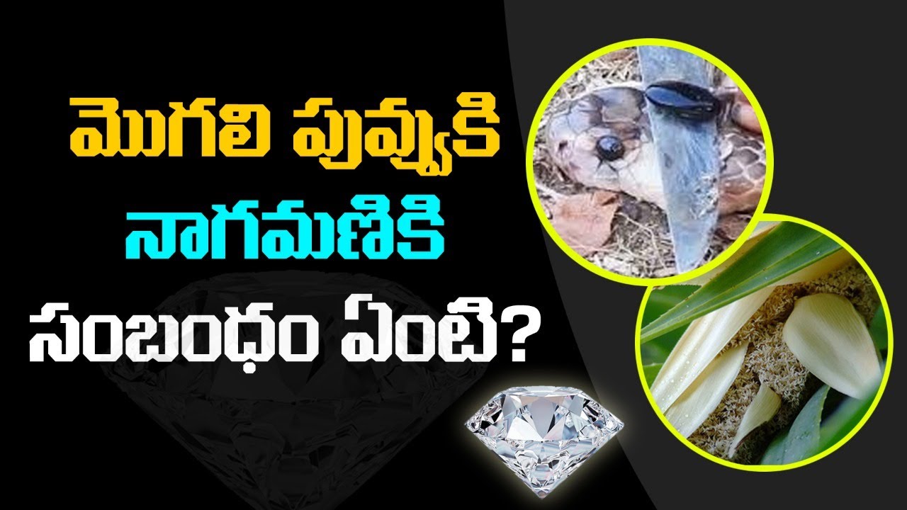 మొగలిపువ్వు మీ పక్కలో ఉంటే పాము ద్వారా మీకు కలిగే లాభాలు |Mogali Puvvu Secrets In Telugu |Socialpost