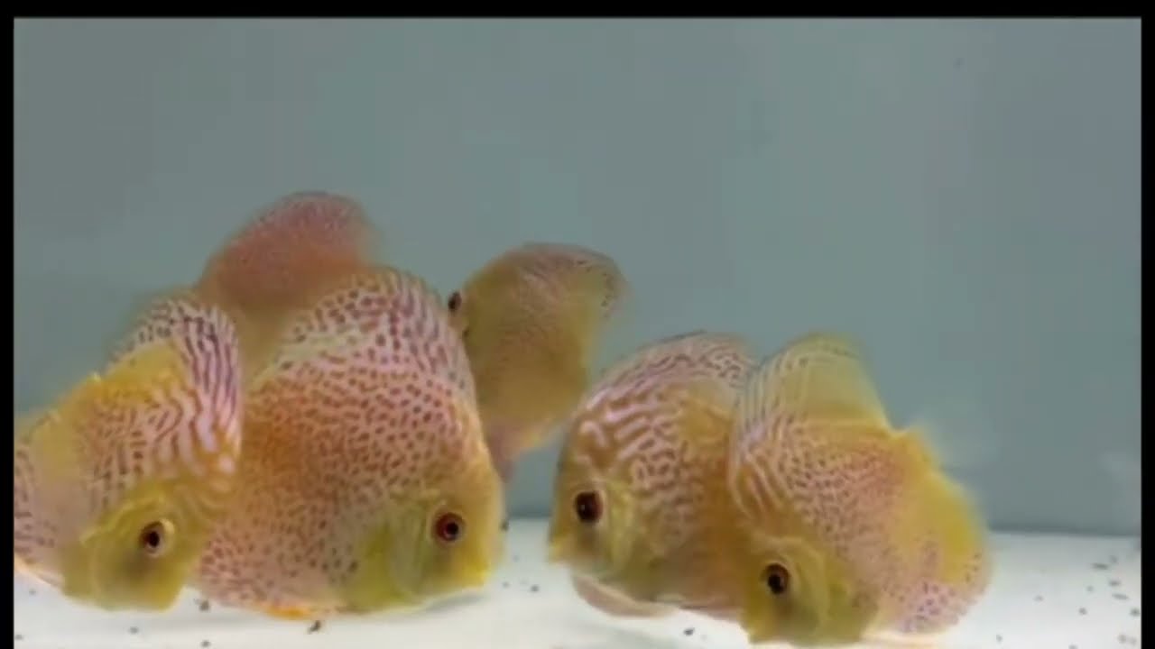 Very nice aquarium discus fish eating the food