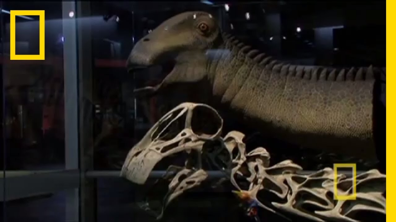 Bringing Back Nigersaurus &brvbar; Nat Geo Live