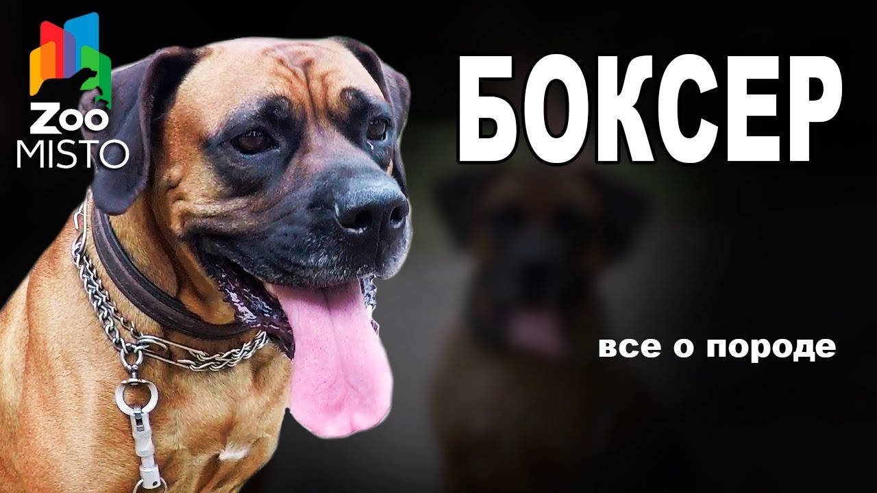 Боксер  - Все о породе собаки | Собака породы - Боксер
