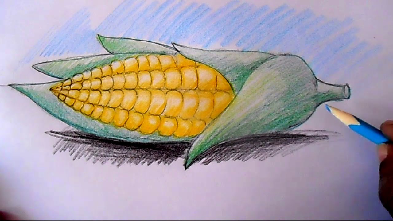How to draw Corn cob step by step