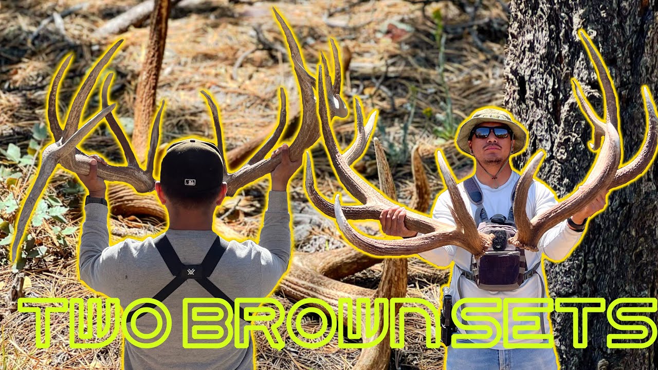 Shed Hunting: Biggest set this year!