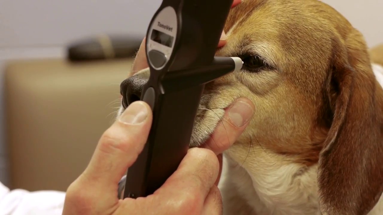 TonoVet Tonometer (J1000) - Canine