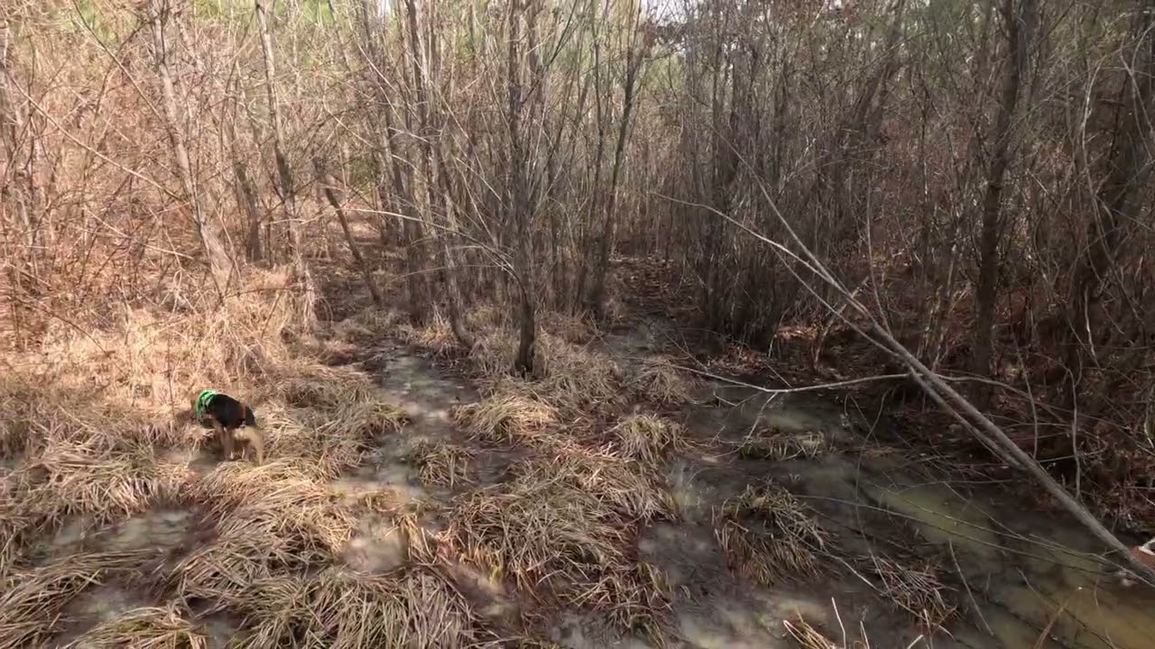RABBIT HUNTING WITH WEIR CREEK BEAGLES (LARGE PACK )
