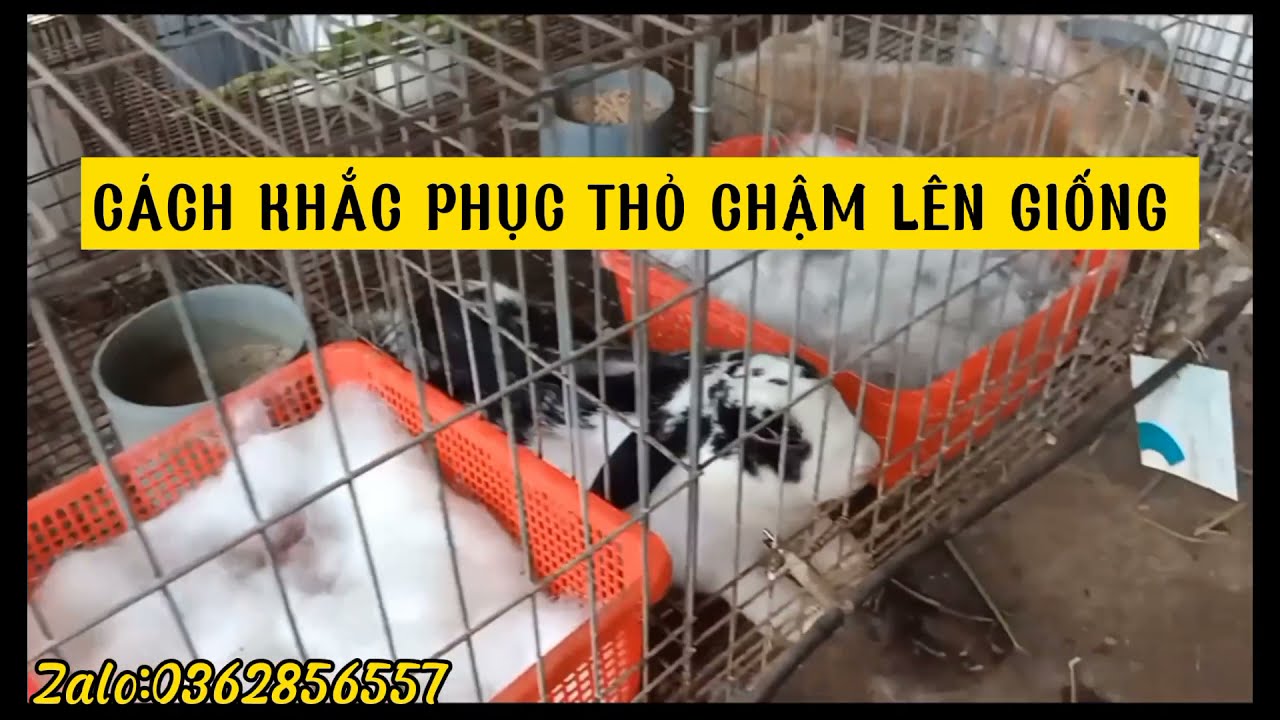 C&Aacute;CH KHẮC PHỤC THỎ CHẬM L&Ecirc;N GIỐNG_ ĐỰC YẾU ĐẺ &Iacute;T CON #zalo_0362856557