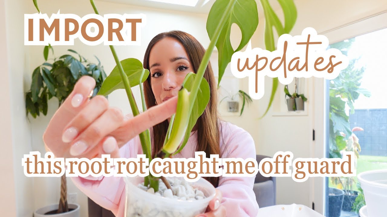 import plant updates! root rot, repots, pon + NEW plant 🌱