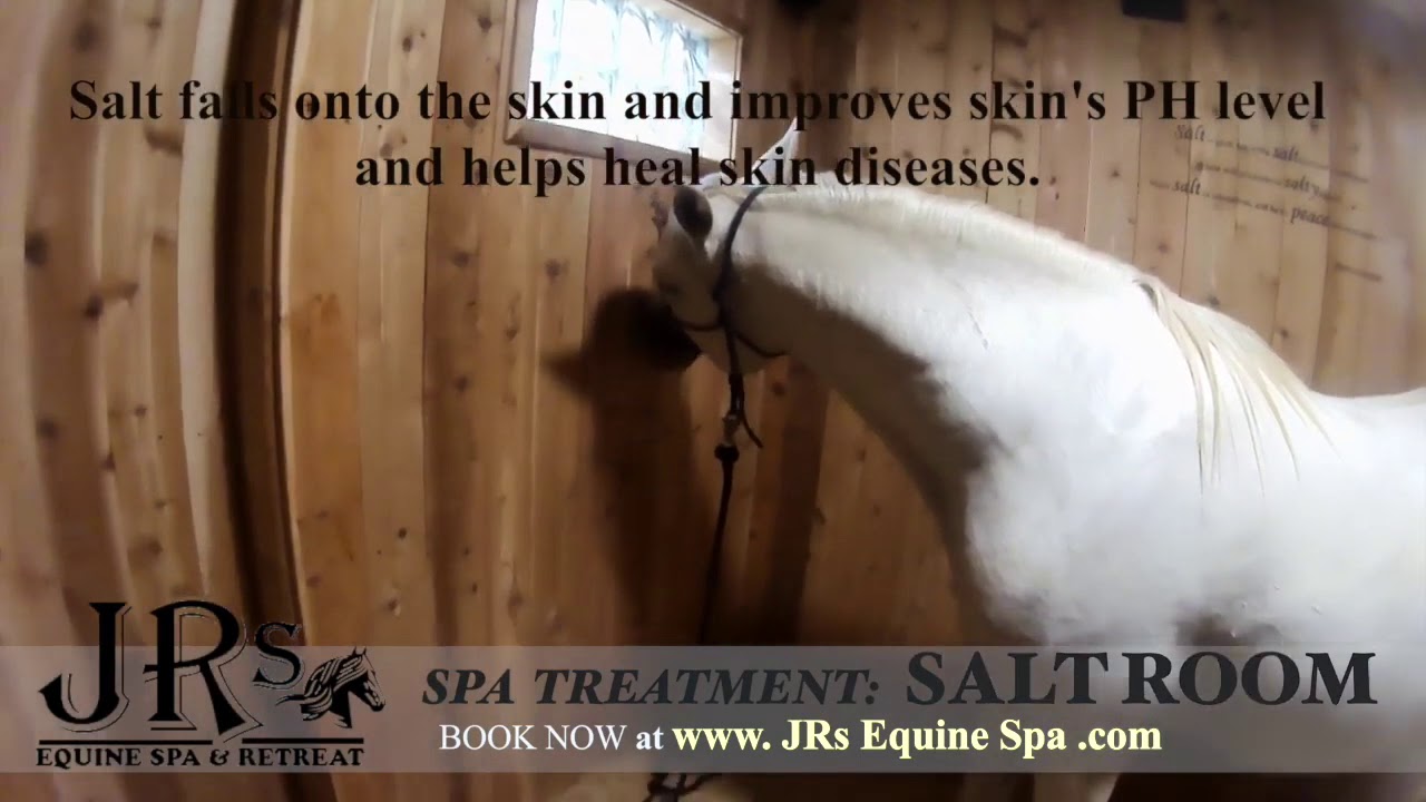 How Equine Salt Therapy Works for Horses - Salt Therapy for Horses | Equine Halotherapy