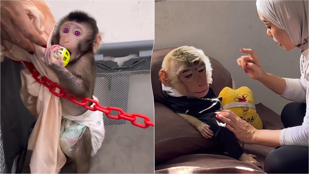 Mommy disciplines Alpha to be obedient like Baby Monkey Dino